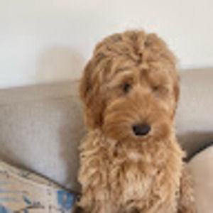 Meet your Posher, Sam